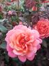 Jardins rose photo