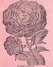 Duchess of Bedford rose photo
