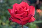Kardinal 85 ™ rose photo