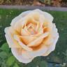 Helmut Schmidt rose photo
