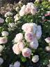 Les Plus Beaux Villages de France ® rose photo