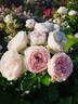 Les Plus Beaux Villages de France ® rose photo