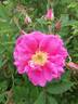 Abri des fauvettes ® rose photo