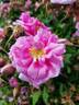 Abri des fauvettes ® rose photo