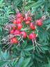 Abri des fauvettes ® rose photo