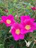 Perchoir des mésanges ® rose photo