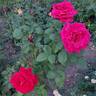 Proud Land rose photo