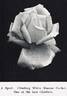 Climbing White Maman Cochet rose photo