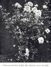 Madame Abel Chatenay rose photo