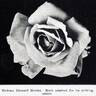 Madame Edouard Herriot rose photo