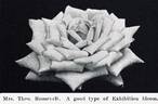 Mrs. Theodore Roosevelt rose photo