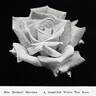 Mrs. Herbert Stevens rose photo