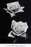 Mrs. Harold Brocklebank rose photo