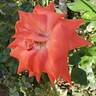 Command Performance rose photo