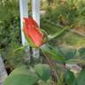 Command Performance rose photo