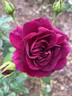 Allegorie rose photo