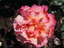 Chicago Peace rose photo