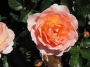 Peach Profusion rose photo