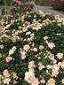 Peach Profusion rose photo