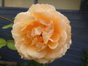 Garden Glory rose photo