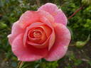 Sommersonne rose photo
