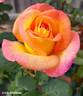 Gold Medal rose photo