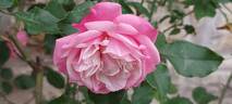 Alice Hoffmann rose photo