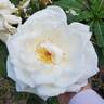 Land of the Long White Cloud rose photo