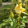 Golden Girl rose photo