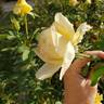 Golden Girl rose photo