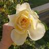 Golden Girl rose photo