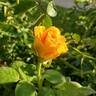 King's Ransom rose photo