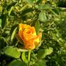King's Ransom rose photo