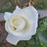 Honor rose photo