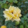 Eclipse rose photo