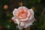 Mariager Rosen ® rose photo