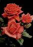 George C. Waud rose photo