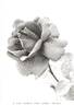 George Dickson rose photo