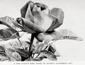 Gloire de Chédane-Guinoisseau rose photo