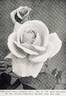 Lady Alice Stanley rose photo