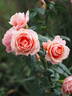 Paul Bocuse ® rose photo