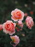 Paul Bocuse ® rose photo