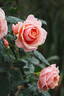 Paul Bocuse ® rose photo
