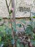 Vesalius rose photo