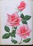 Cordial rose photo