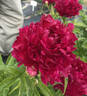 Aviateur Lindbergh peony photo