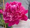 Aviateur Lindbergh peony photo