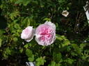 Daphné Filiberti rose photo
