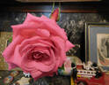 Naga Belle ™ rose photo