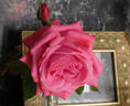 Naga Belle ™ rose photo